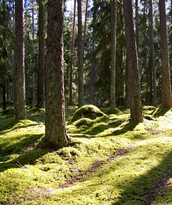 skog